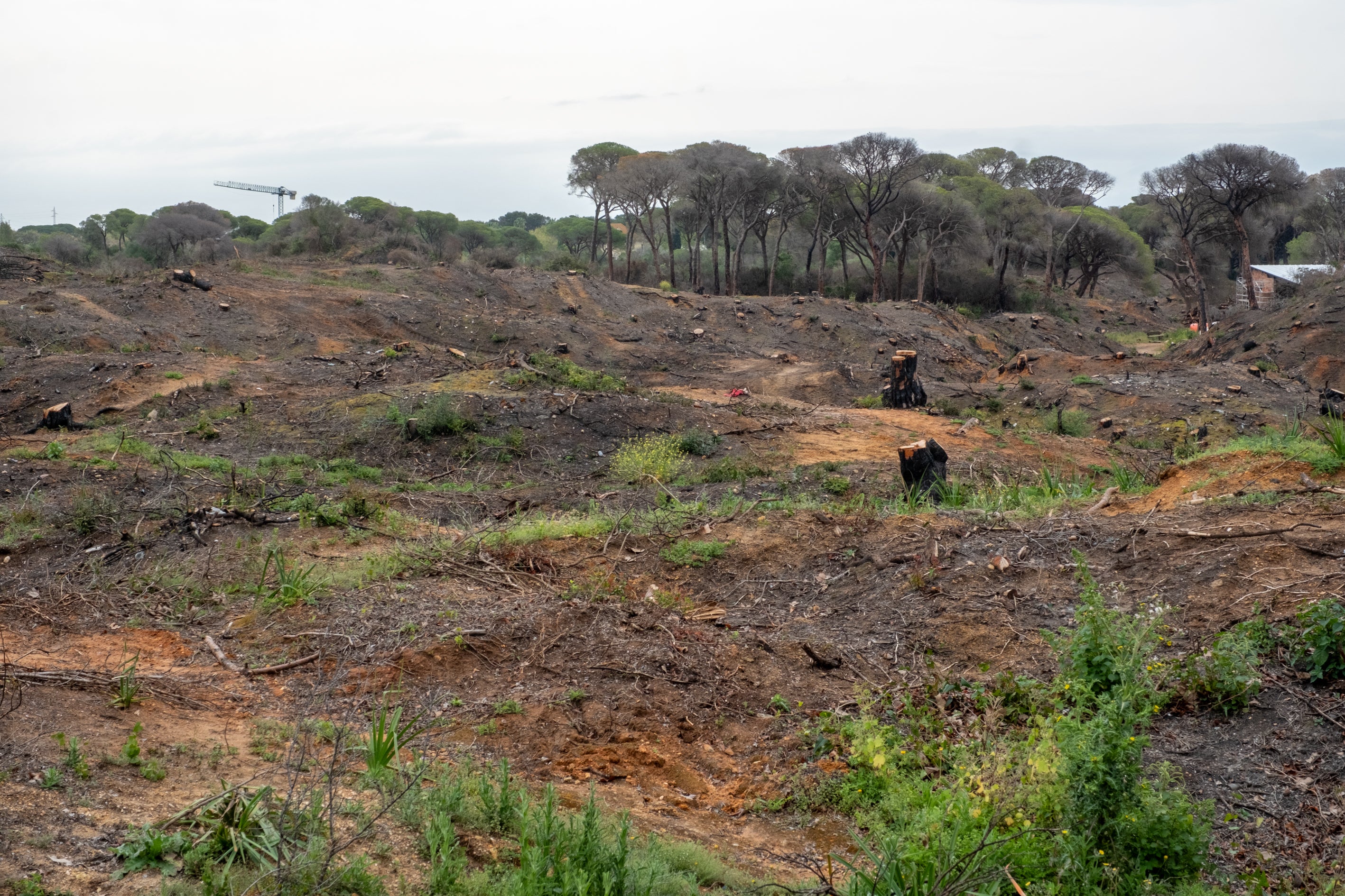 Fotos: Así está Las Canteras siete meses después del incendio
