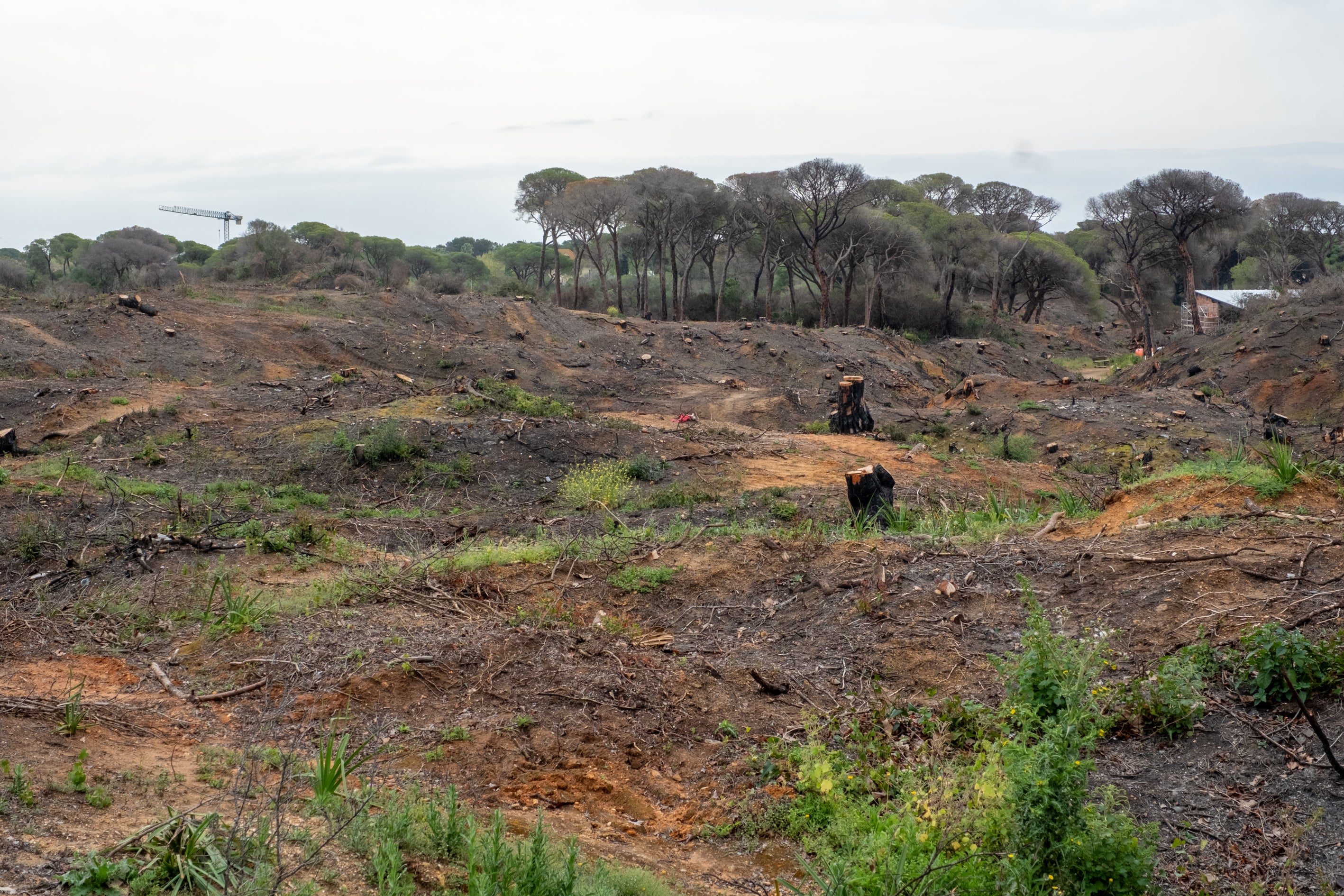 Fotos: Así está Las Canteras siete meses después del incendio