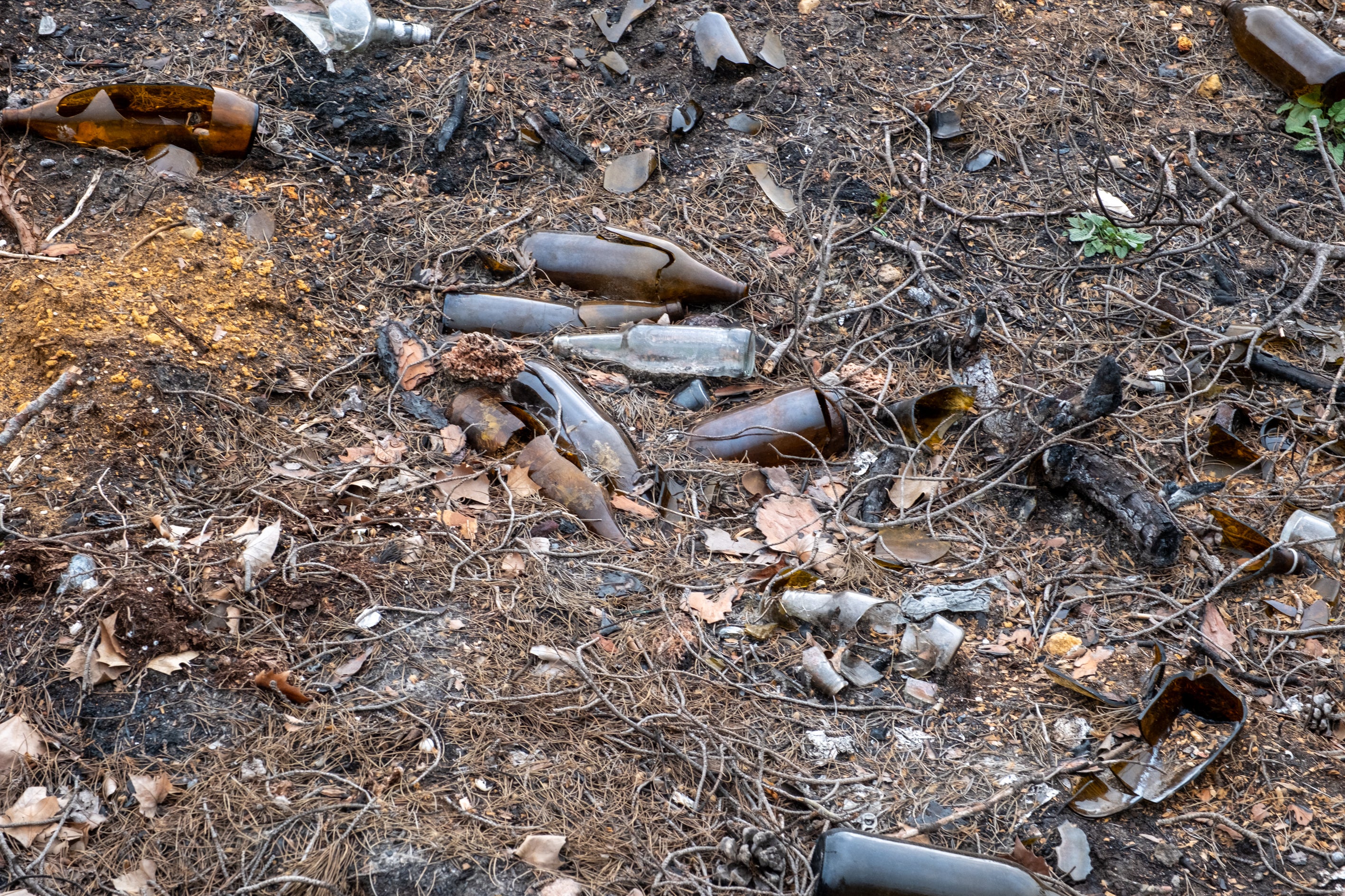 Fotos: Así está Las Canteras siete meses después del incendio