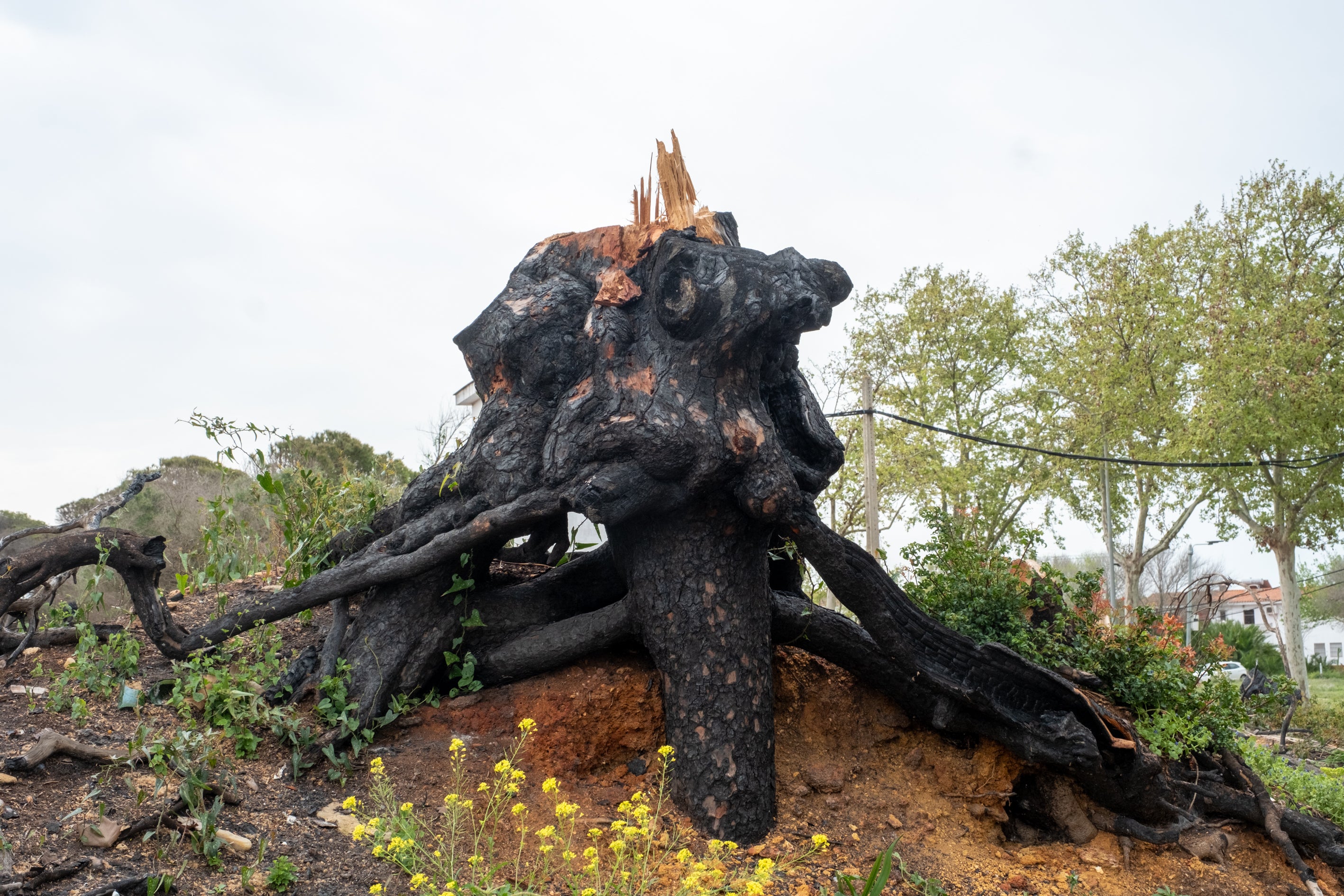 Fotos: Así está Las Canteras siete meses después del incendio