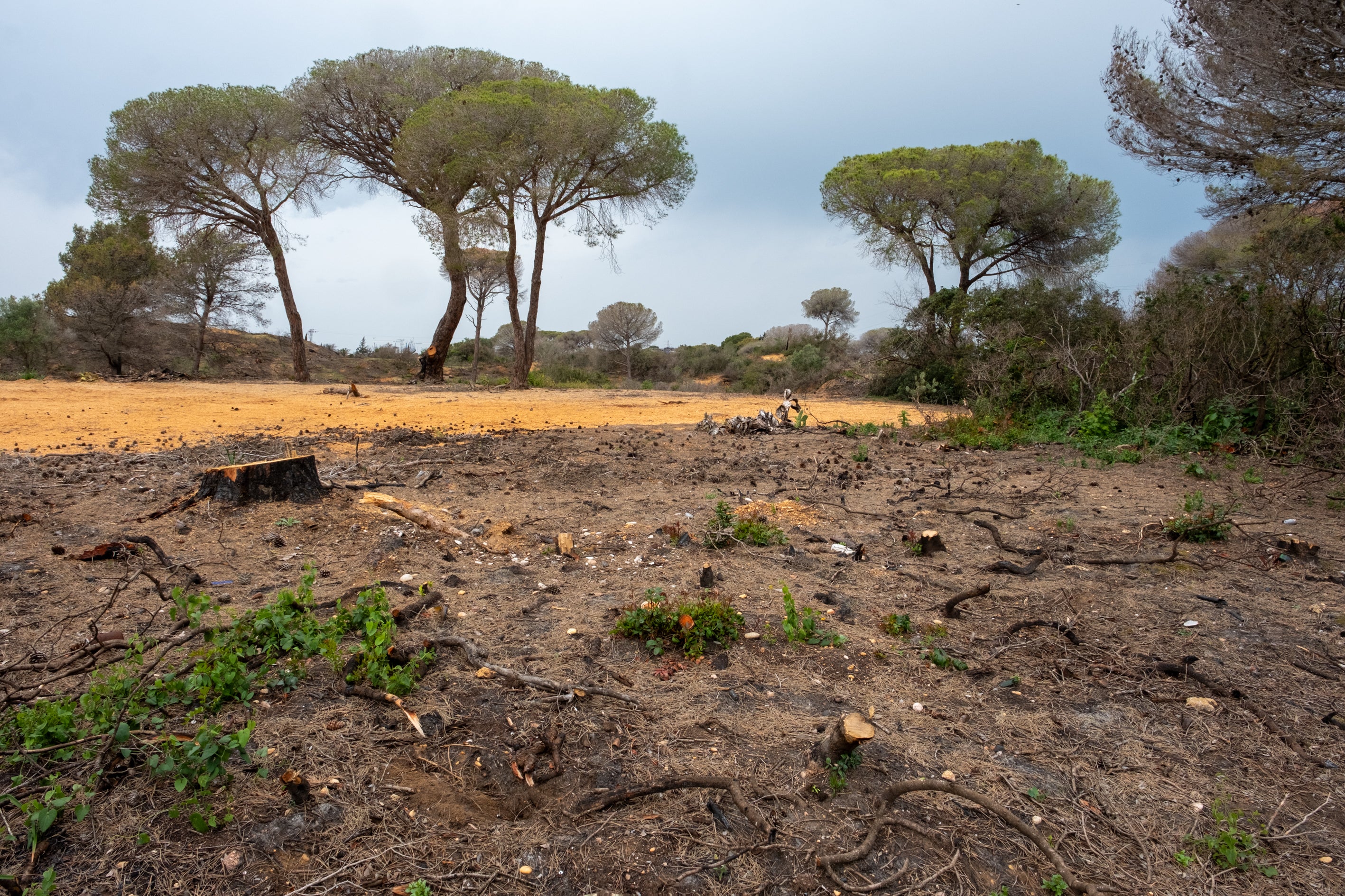 Fotos: Así está Las Canteras siete meses después del incendio