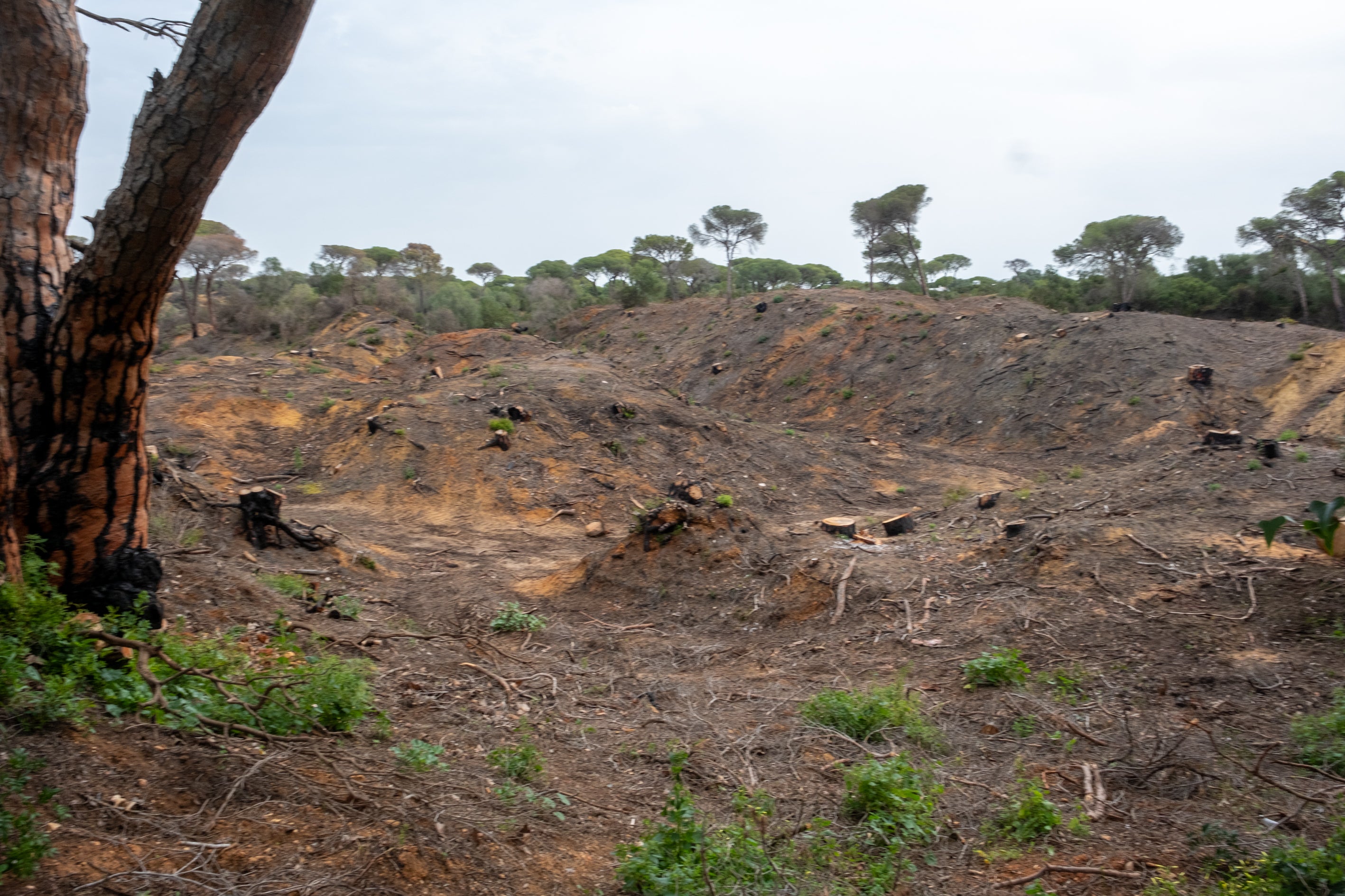 Fotos: Así está Las Canteras siete meses después del incendio
