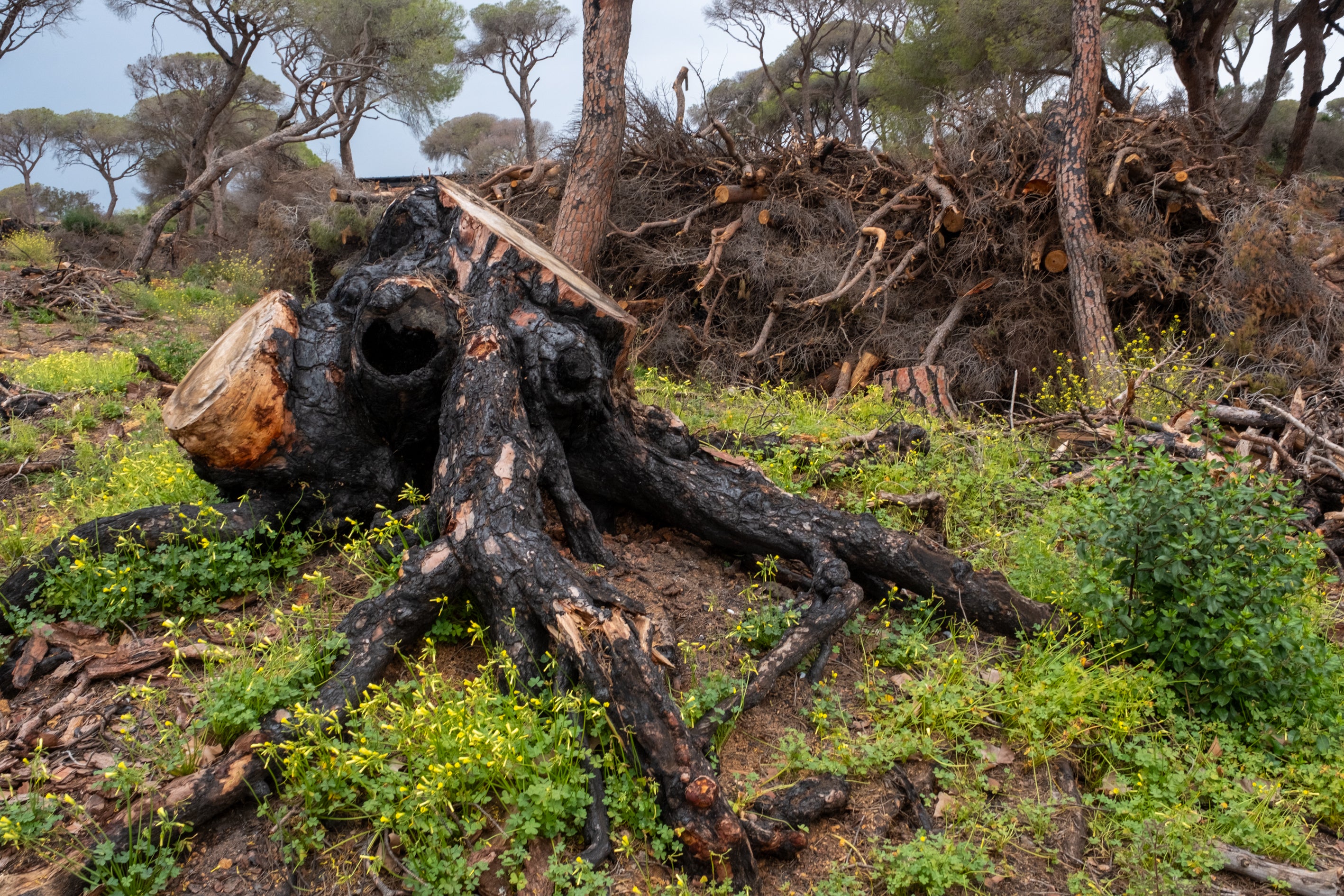 Fotos: Así está Las Canteras siete meses después del incendio