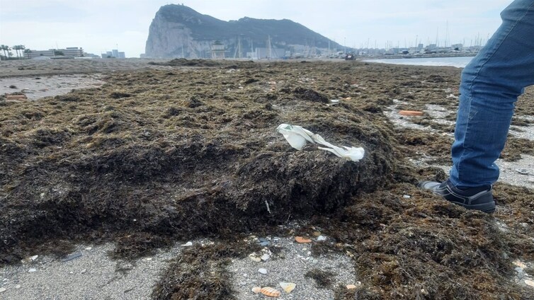 Operarios municipales de La Línea retiran diez toneladas de algas invasoras de sus playas