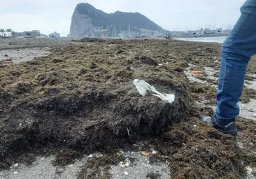 Operarios municipales de La Línea retiran diez toneladas de algas invasoras de sus playas