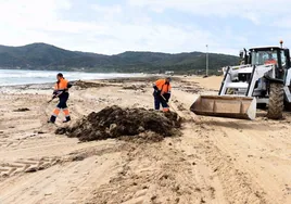Algeciras retira ocho toneladas del alga invasora de la playa de Getares