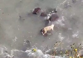 Vídeo: El cuerpo sin vida de un perro lleva horas flotando en aguas de Cádiz