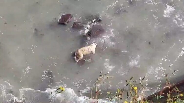 Vídeo: El cuerpo sin vida de un perro lleva horas flotando en aguas de Cádiz