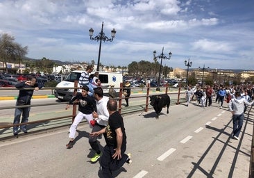 Los Barrios y Benamahoma aplazan sus festejos de la suelta de toros en prevención ante la meteorología adversa