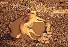 Denuncian la muerte de una perra electrocutada por pisar una arqueta en Sanlúcar