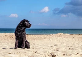 La primera playa canina de Cádiz sigue a la espera