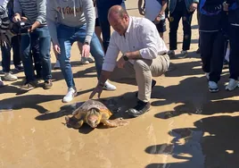 Tres tortugas marinas son liberadas en la playa de La Ballena en Rota