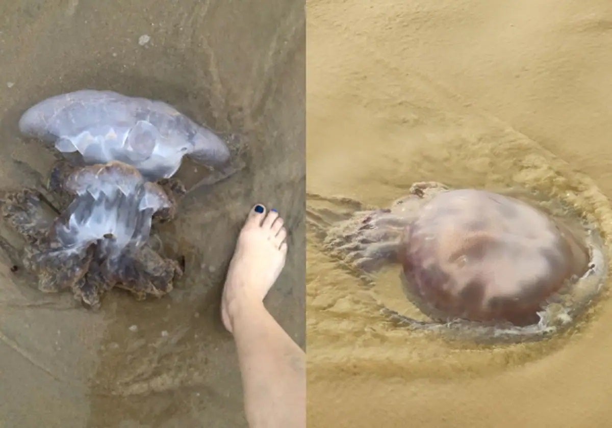 Jellyfish on a beach in Cádiz