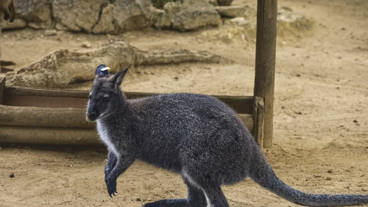 El canguro que recorrió durante semanas las calles de Jerez ya está en el Zoo