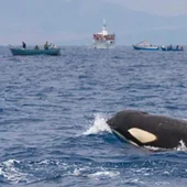 La empresa Marine Atlantes realiza excursiones para avistar cetáceos en el Estrecho