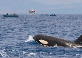 El tour para observar delfines y ballenas en Barbate: este es su precio