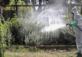 Las últimas lluvias y el calor ponen a prueba a la provincia con las primeras nubes de mosquitos