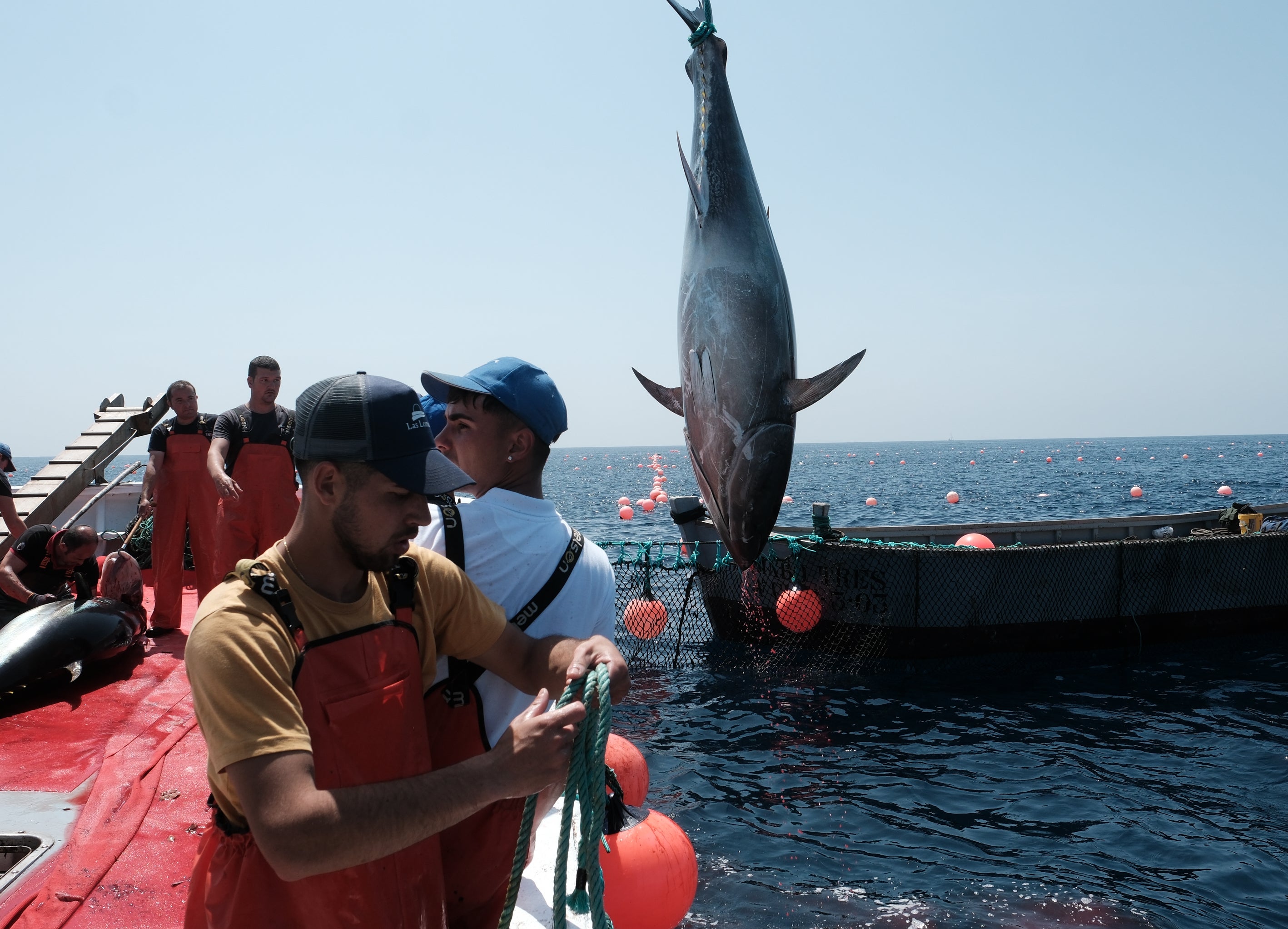 Fotos: Las imágenes de la &#039;levantá&#039; de Petaca Chico en Barbate