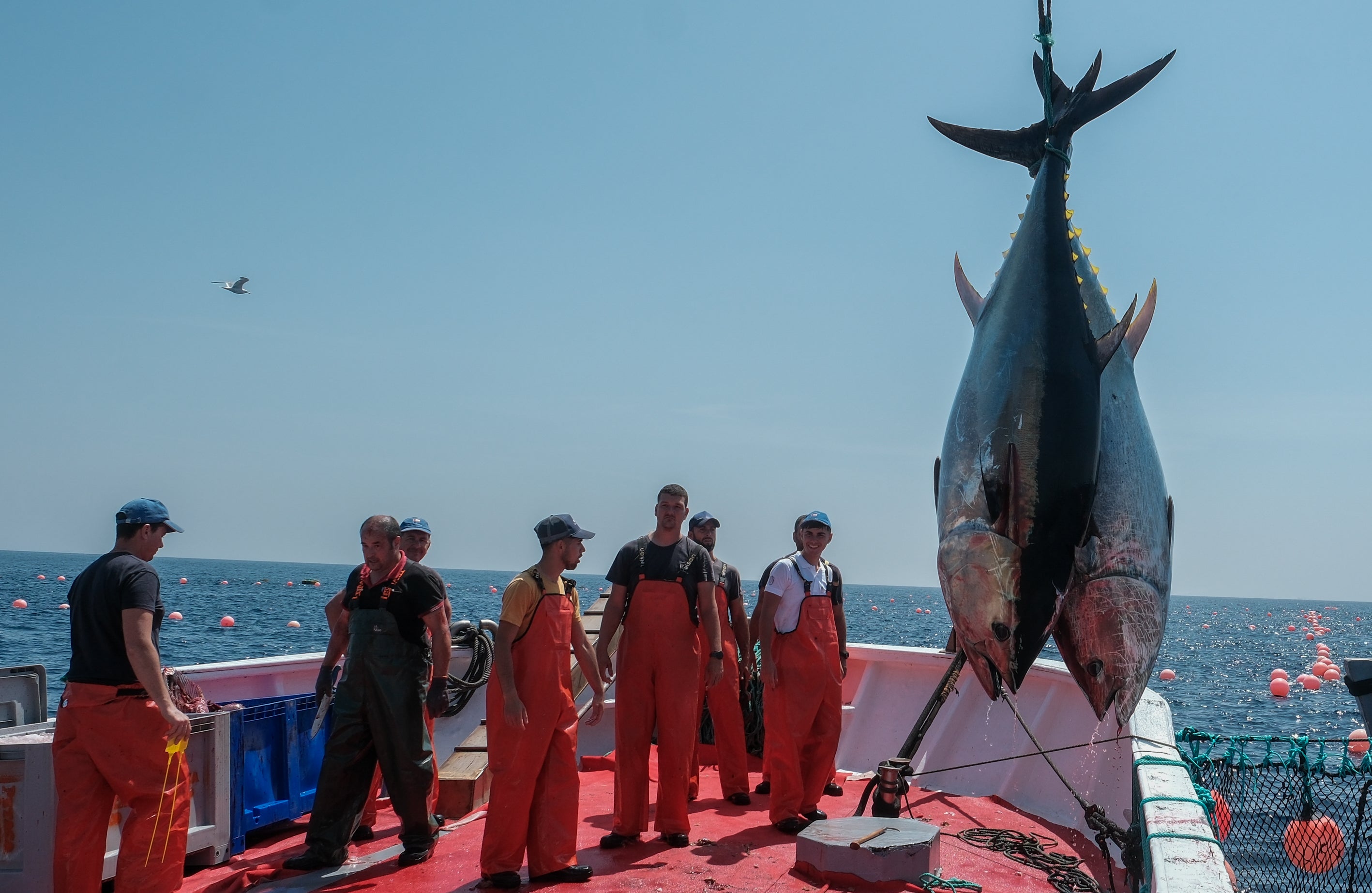 Fotos: Las imágenes de la &#039;levantá&#039; de Petaca Chico en Barbate