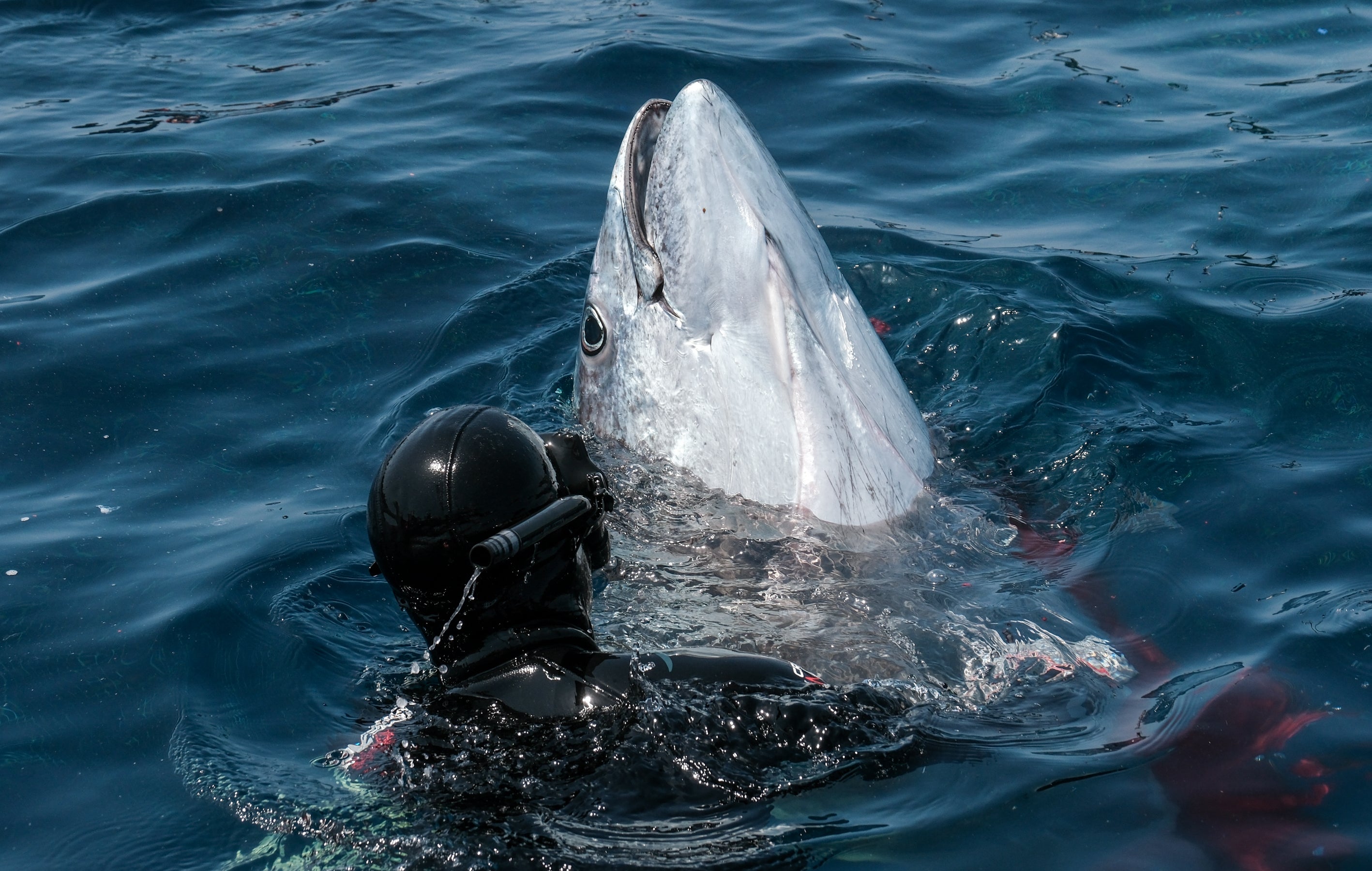 Fotos: Las imágenes de la &#039;levantá&#039; de Petaca Chico en Barbate