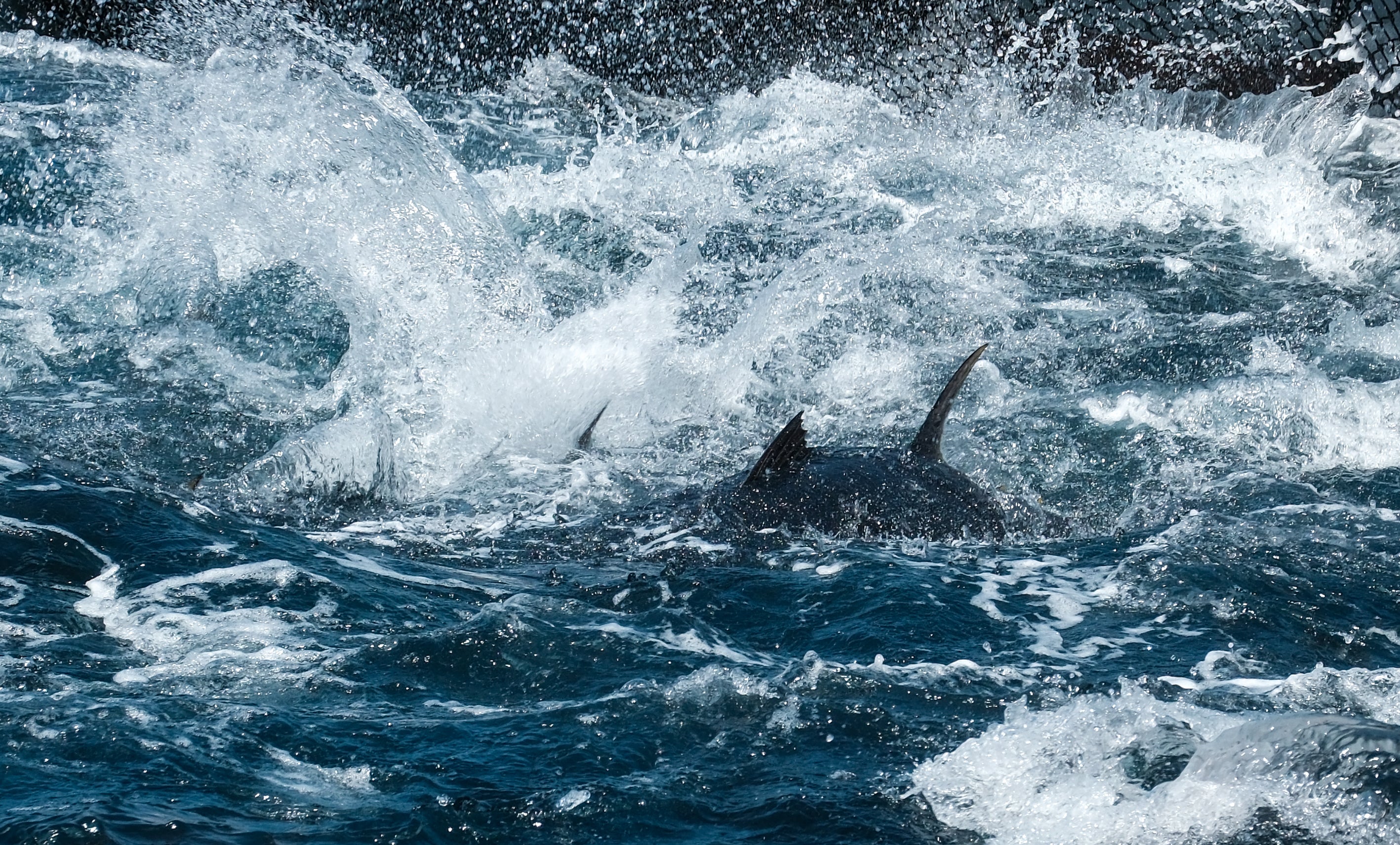 Fotos: Las imágenes de la &#039;levantá&#039; de Petaca Chico en Barbate