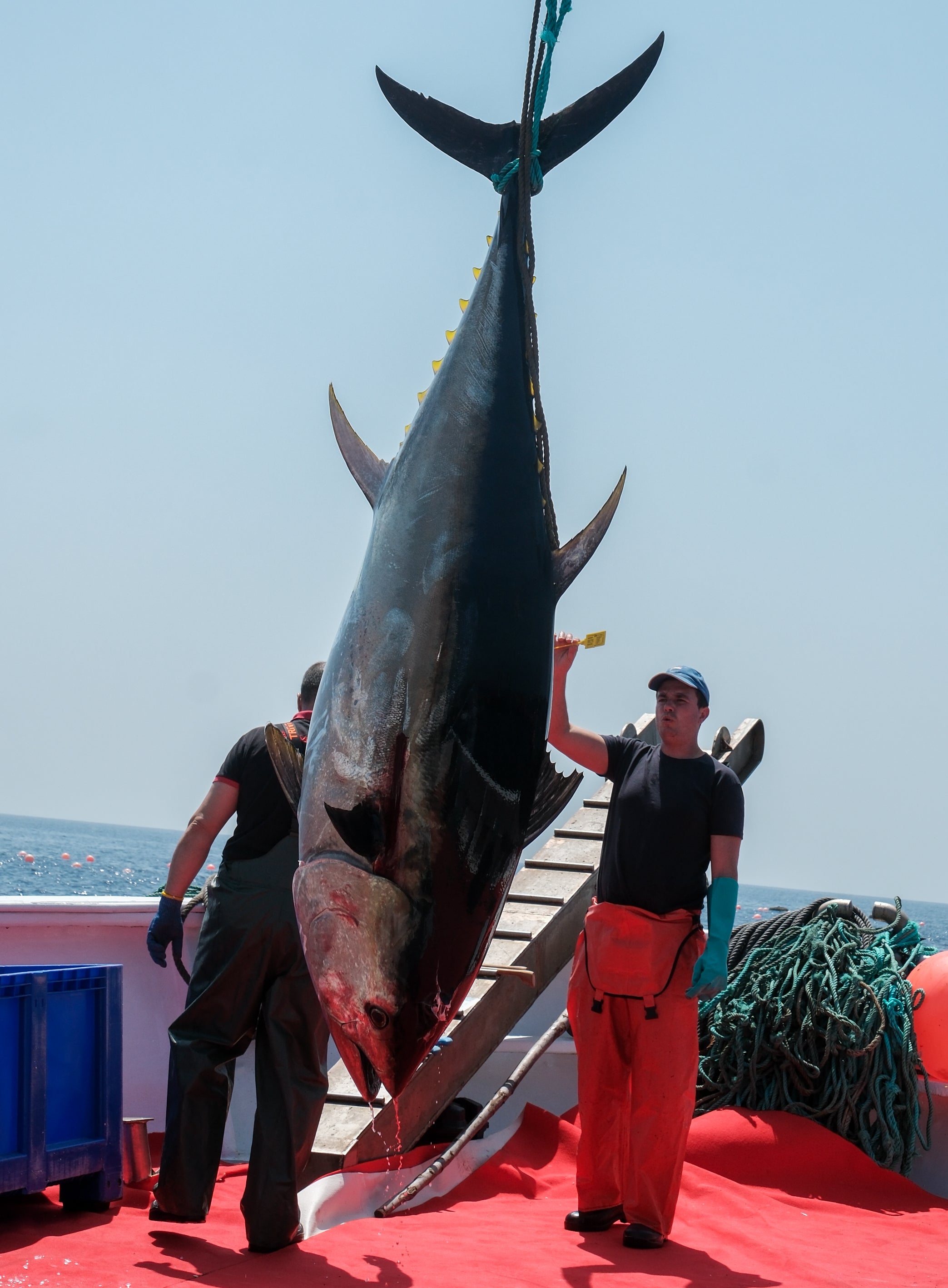 Fotos: Las imágenes de la &#039;levantá&#039; de Petaca Chico en Barbate