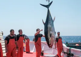 La promoción y expansión del atún rojo salvaje de almadraba