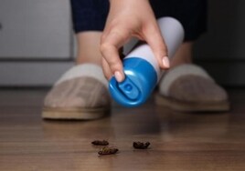 «El verano será complicado»: expertos alertan de la rápida evolución de las cucarachas