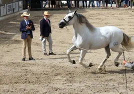 El caballo recupera protagonismo en la Feria de Jerez 2024