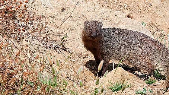 El meloncillo podrá cazarse en Cádiz si se demuestran daños en las fincas o cotos