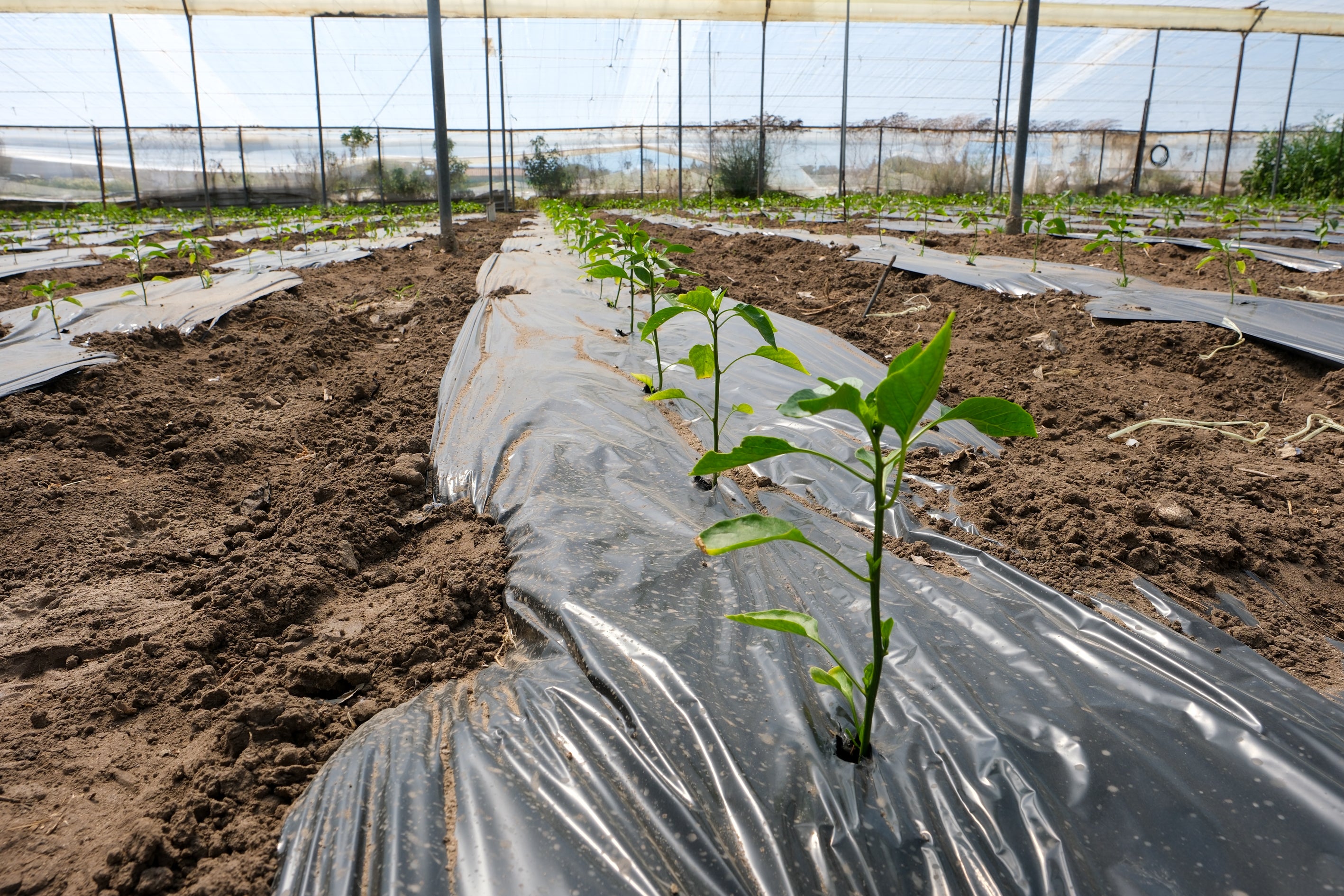 Fotos: Imágenes de una jornada de trabajo junto a los agricultores en El Palmar