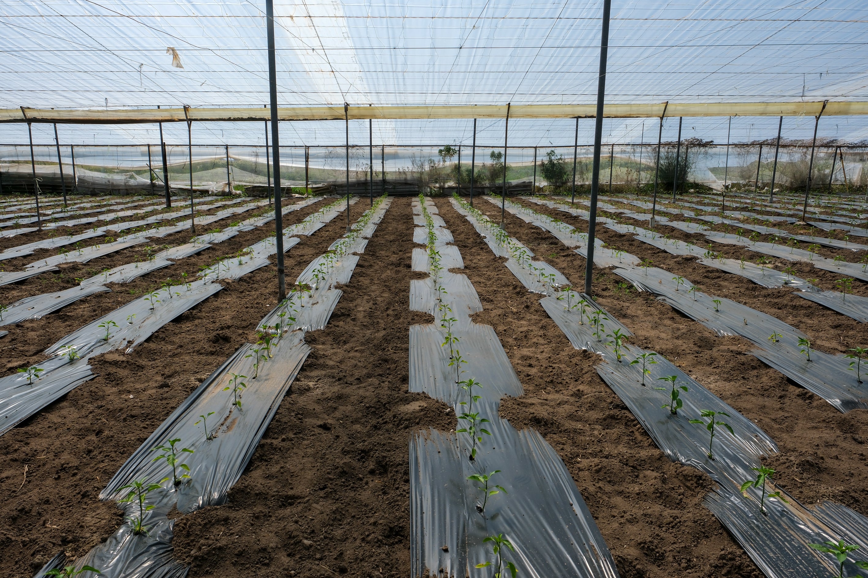 Fotos: Imágenes de una jornada de trabajo junto a los agricultores en El Palmar