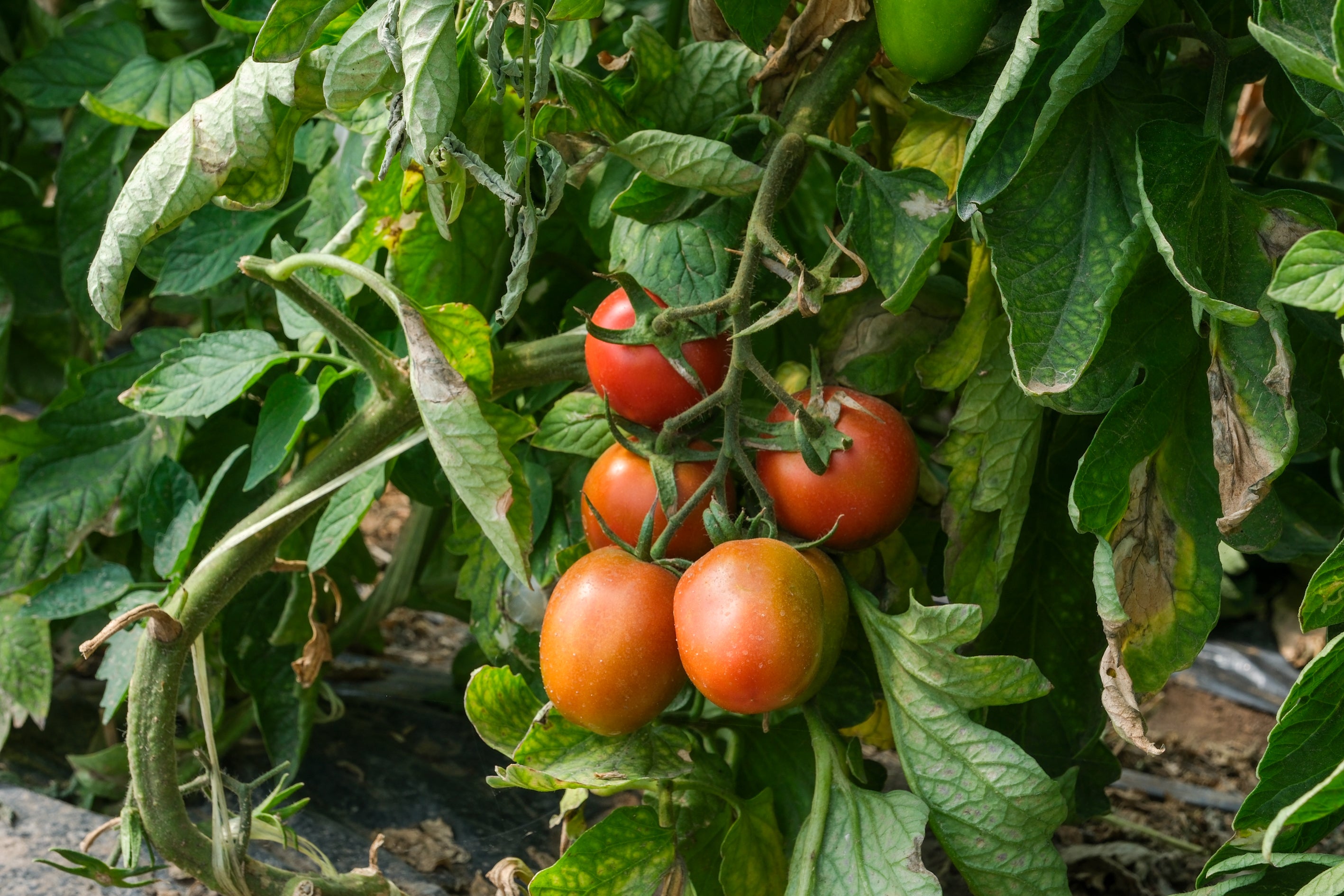 Fotos: Imágenes de una jornada de trabajo junto a los agricultores en El Palmar