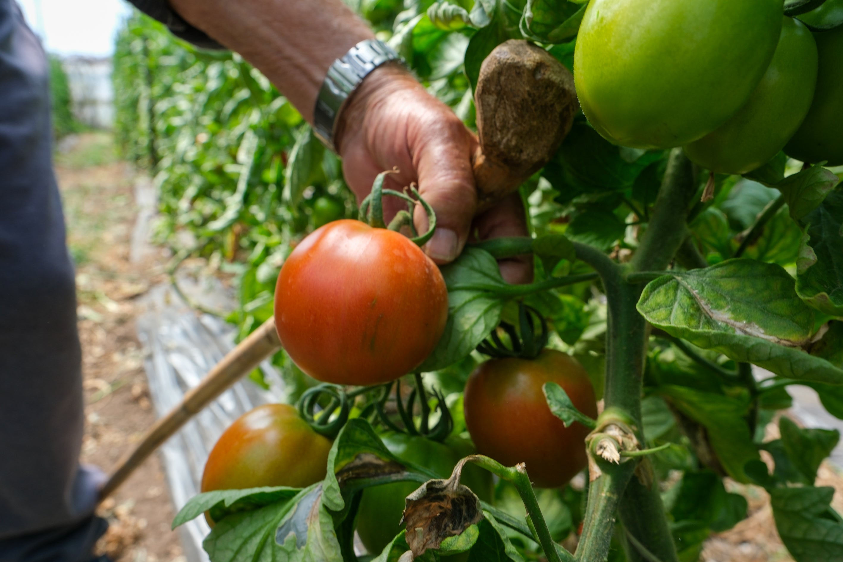 Fotos: Imágenes de una jornada de trabajo junto a los agricultores en El Palmar