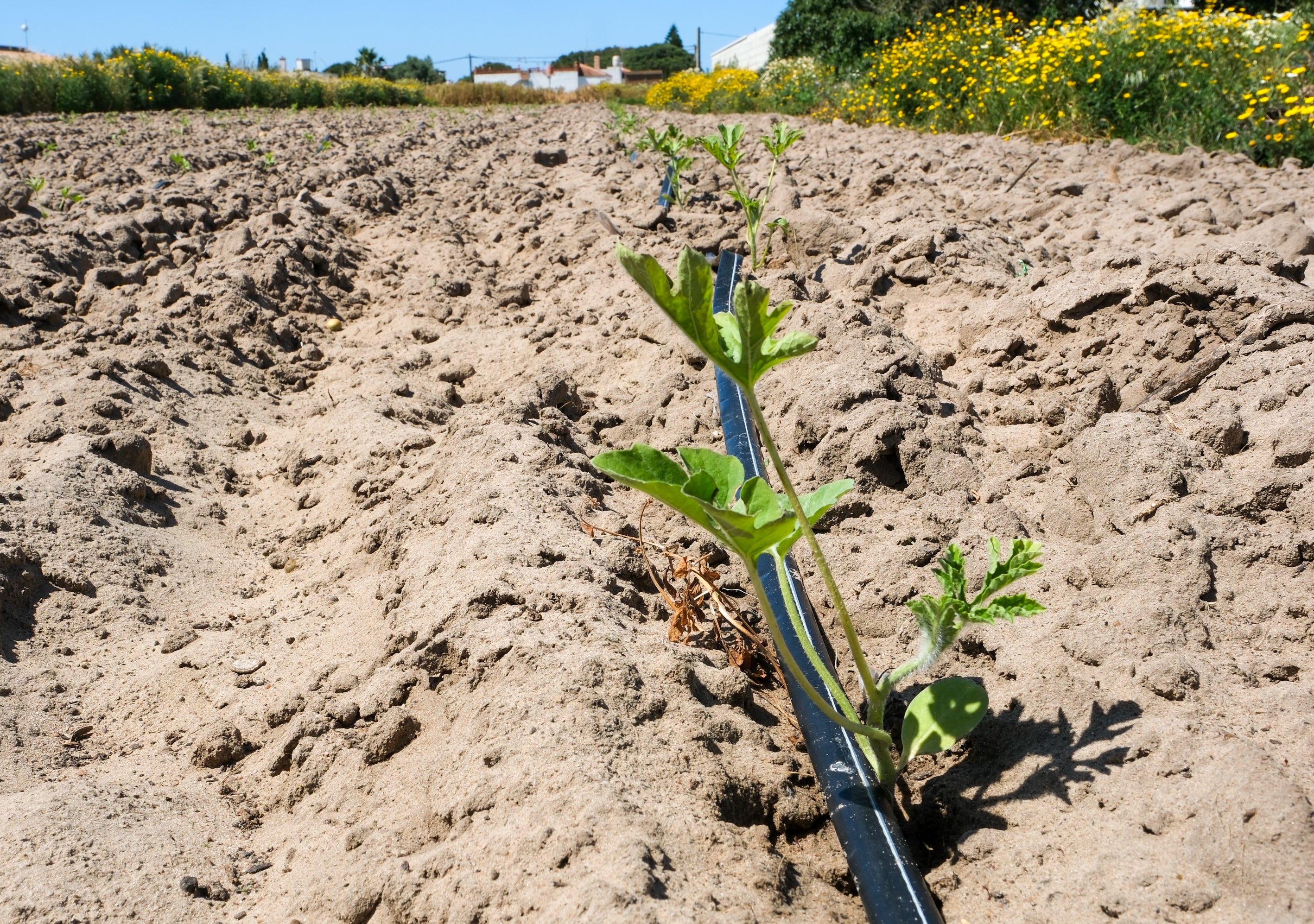 Fotos: Imágenes de una jornada de trabajo junto a los agricultores en El Palmar