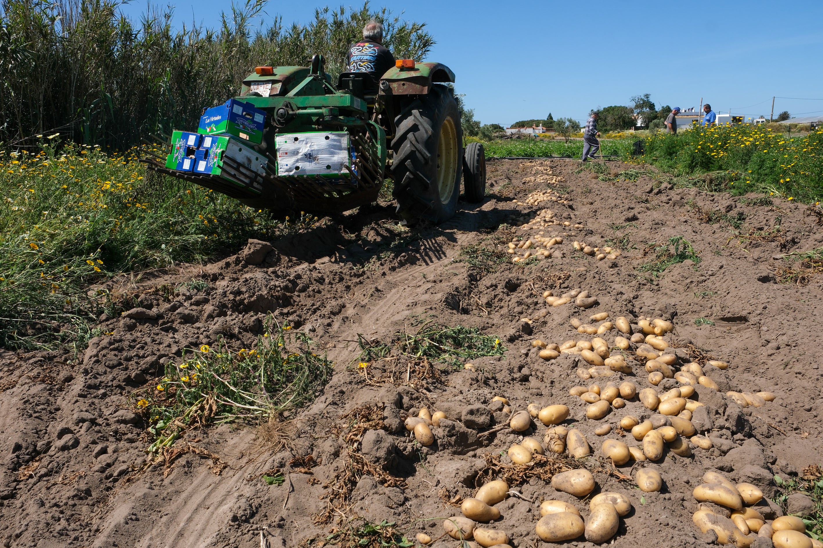 Fotos: Imágenes de una jornada de trabajo junto a los agricultores en El Palmar