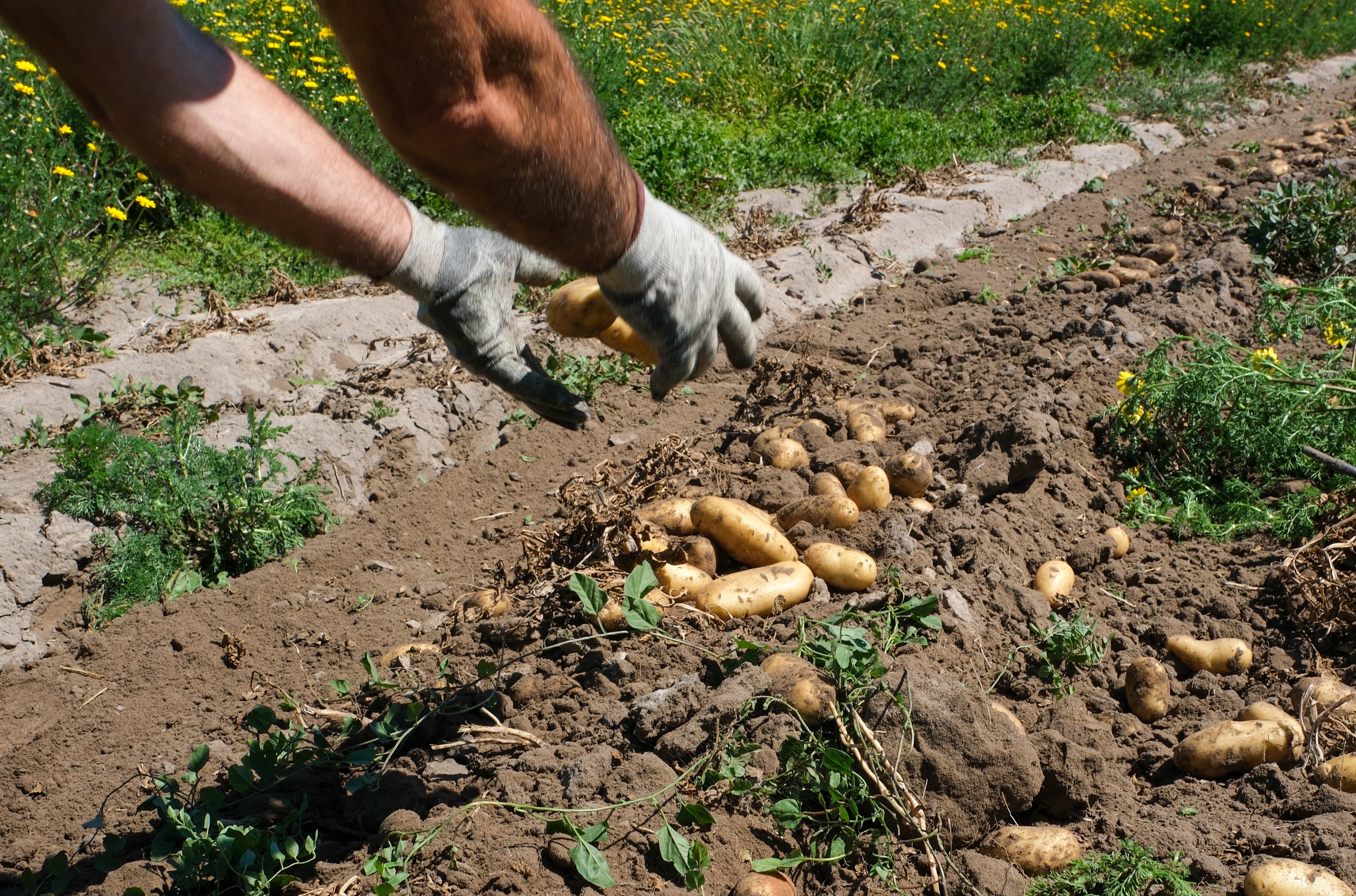 Fotos: Imágenes de una jornada de trabajo junto a los agricultores en El Palmar