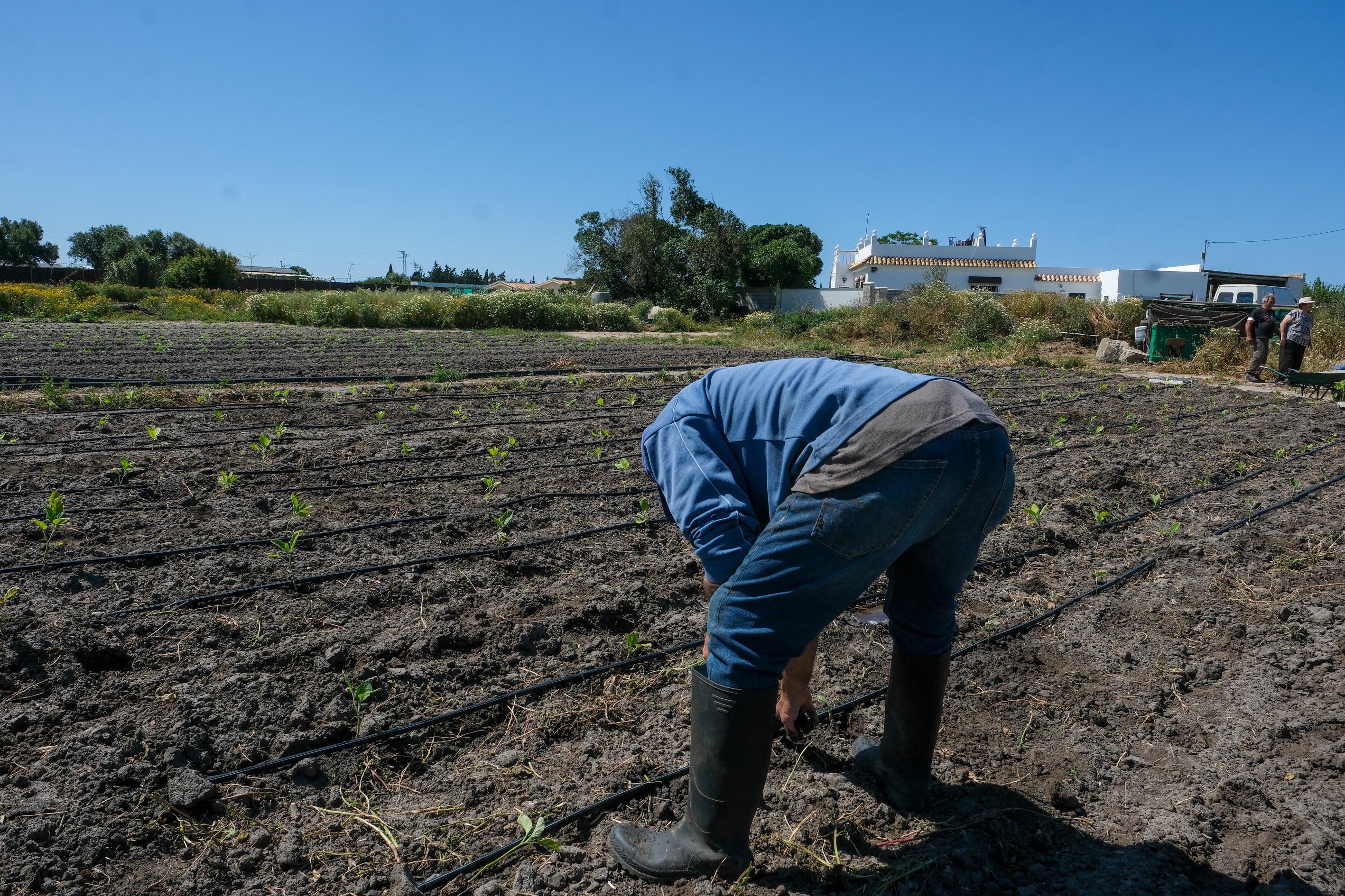 Fotos: Imágenes de una jornada de trabajo junto a los agricultores en El Palmar