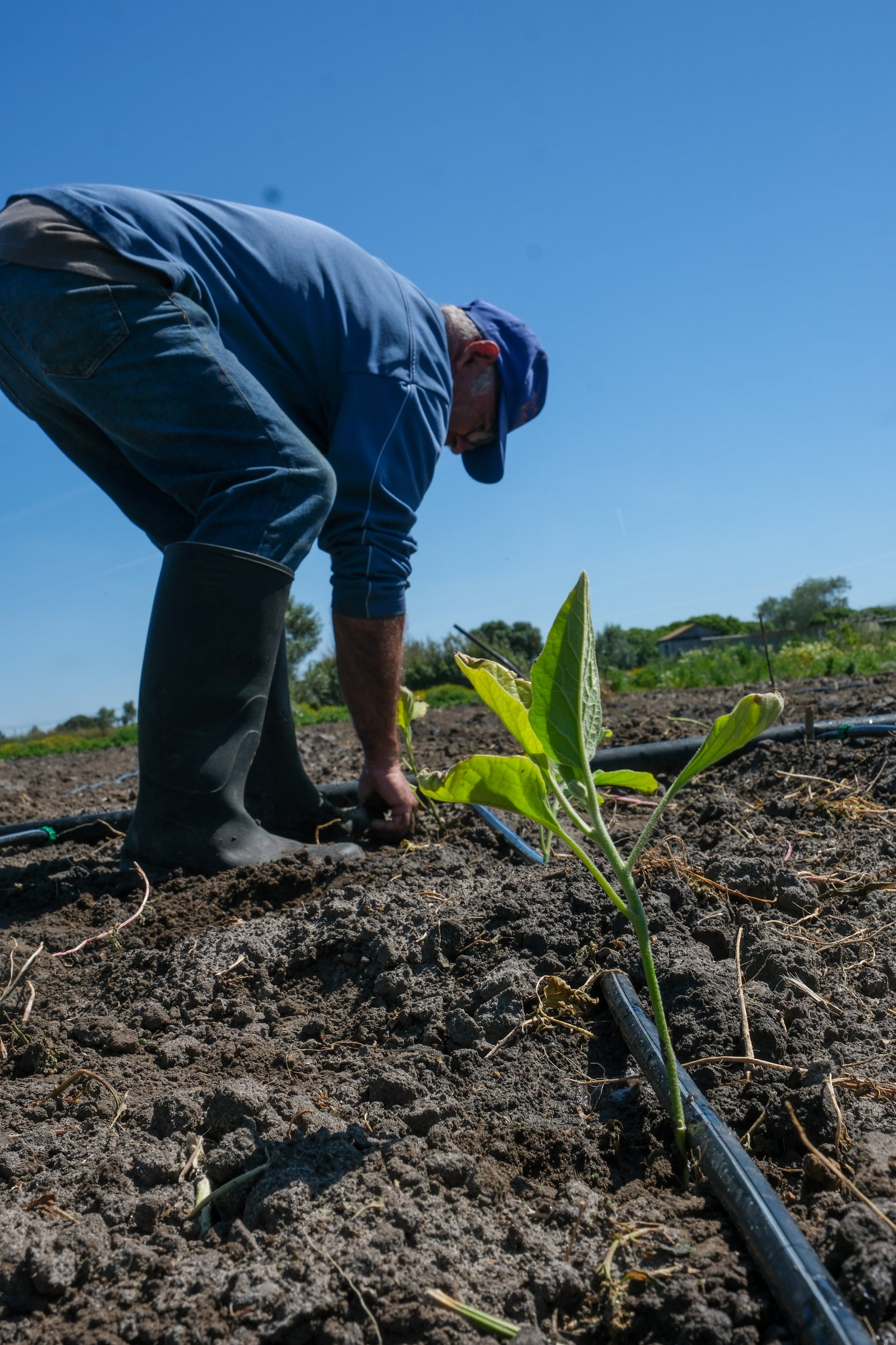 Fotos: Imágenes de una jornada de trabajo junto a los agricultores en El Palmar