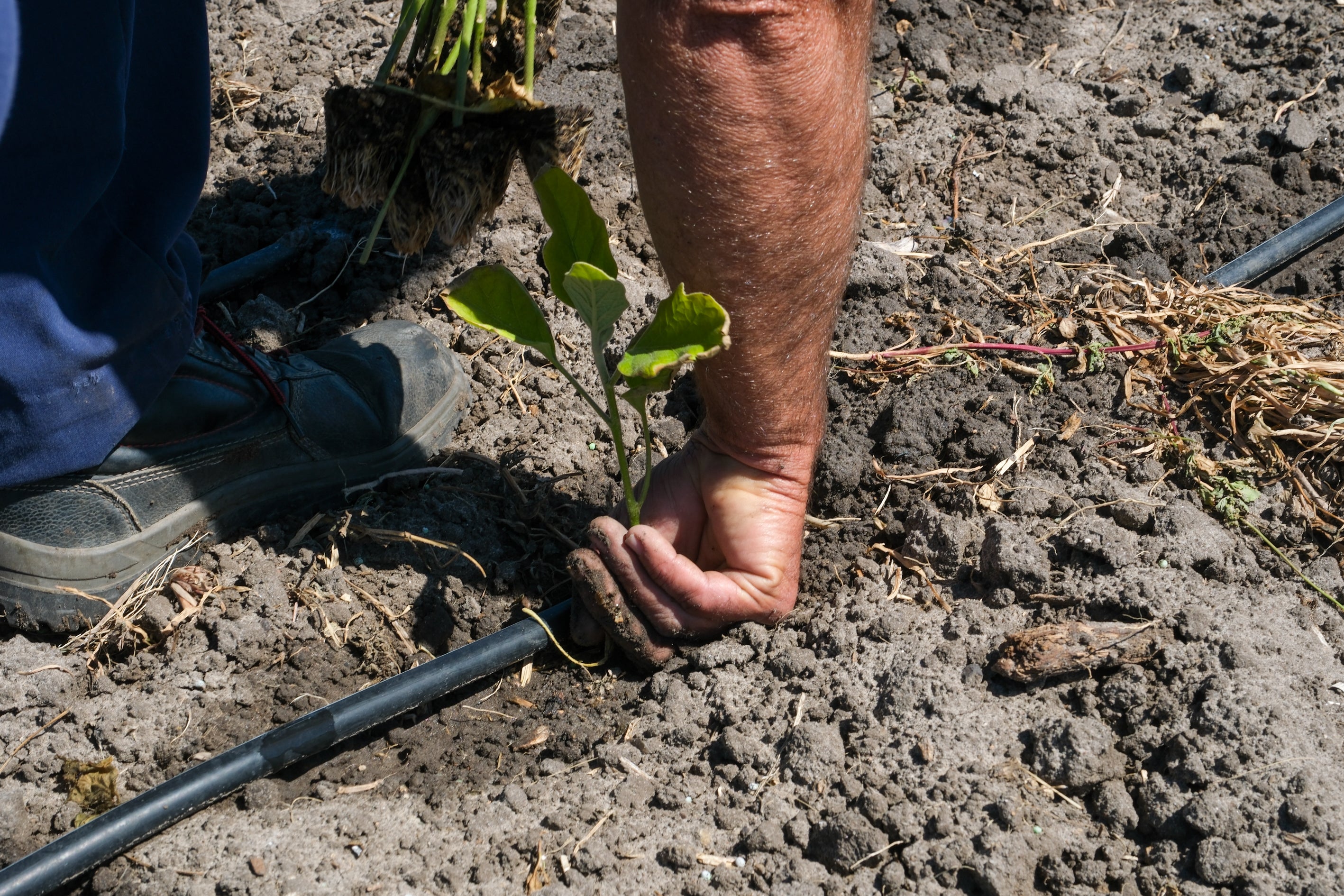 Fotos: Imágenes de una jornada de trabajo junto a los agricultores en El Palmar