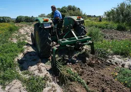 Fotos: Imágenes de una jornada de trabajo junto a los agricultores en El Palmar