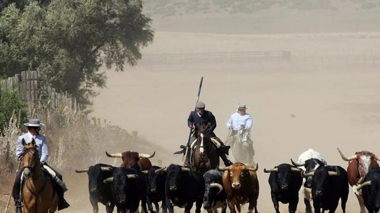 La sorprendente Ruta del Toro de Cádiz: desde Jerez hasta Tarifa