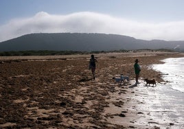 El alga asiática en las playas de Cádiz, de problema a catástrofe