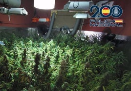 Cae un clan familiar especializado en el cultivo de marihuana en Algeciras