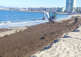 El Ayuntamiento de La Línea recoge 175.000 kilos de algas invasoras de las playas desde principio de año