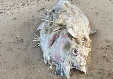 Aparecen atunes muertos en las playas de Cádiz