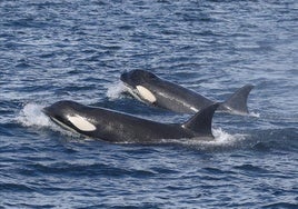 La temporada del atún empieza con menos interacciones de las orcas con los barcos