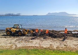 Comienzan las 'cruzadas' veraniegas contra el alga invasora en Cádiz