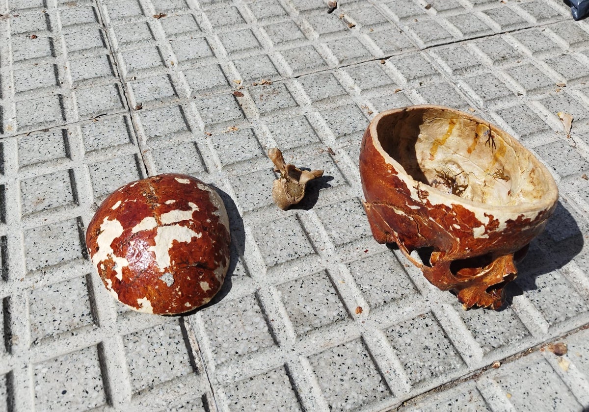 El cráneo encontrado por el pescador.