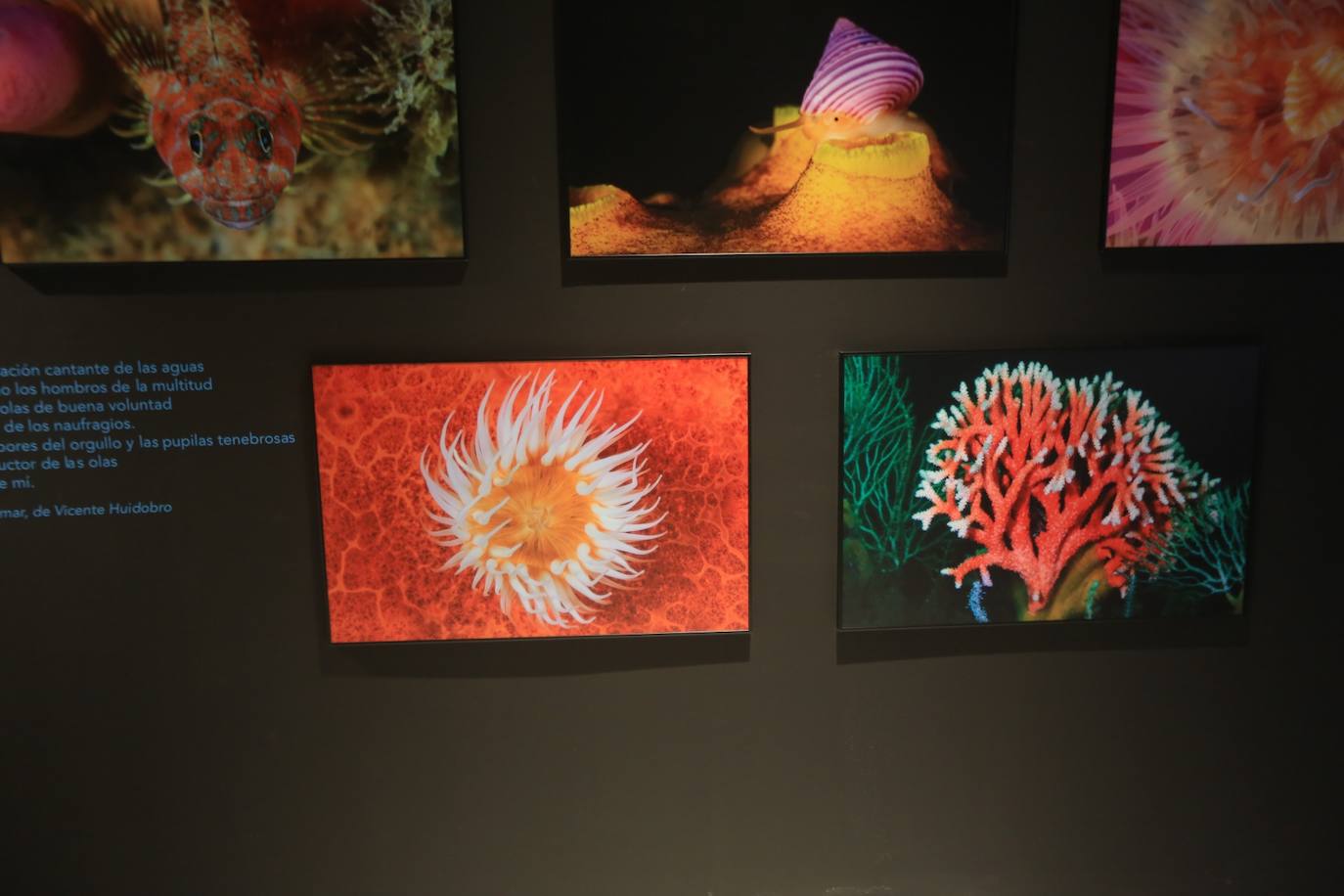 Exposición de fotografías &#039;Chile, Voces de la Patagonia. Secretos del Fondo Marino&#039;